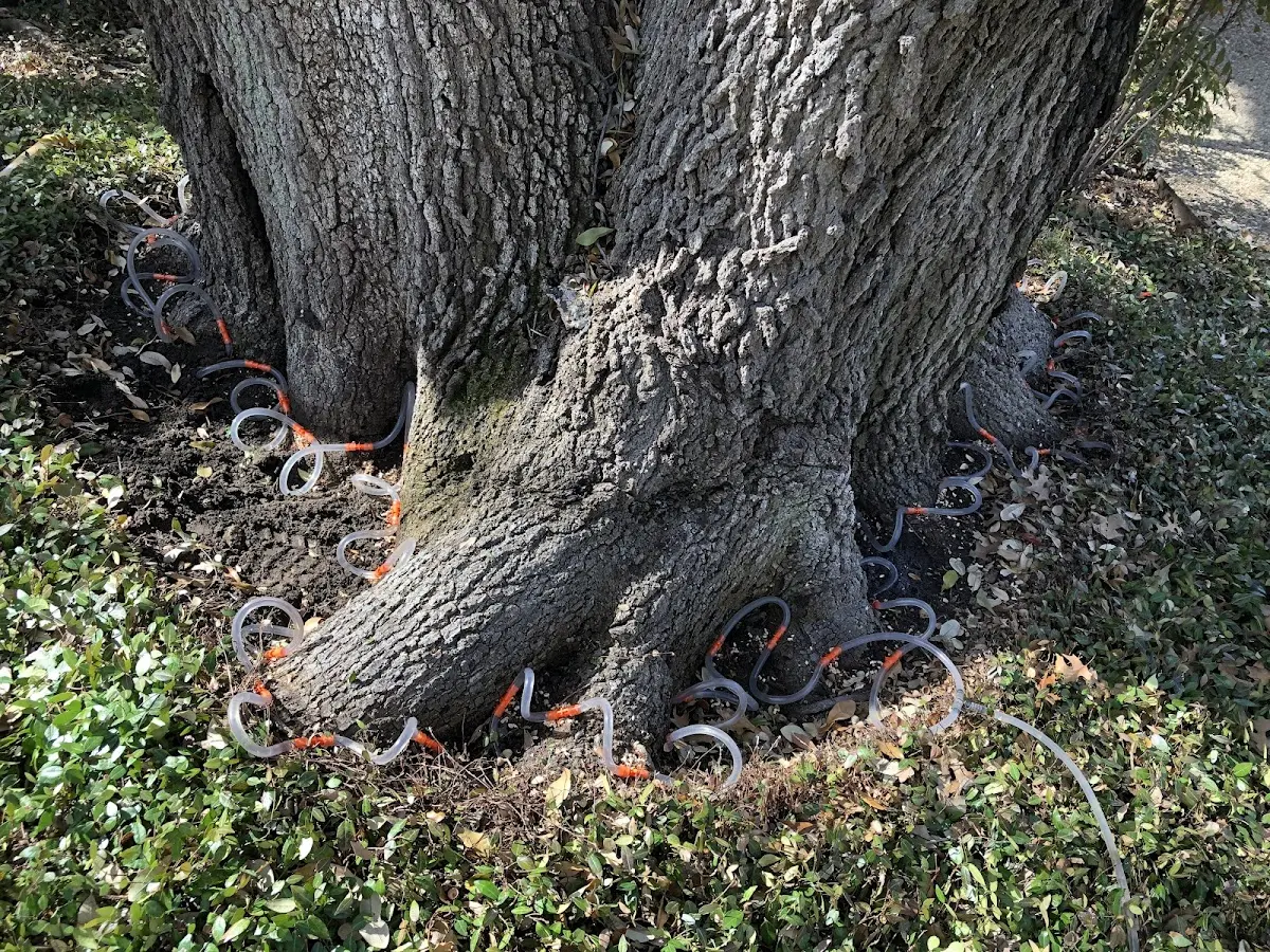 Detailed Tree Cabling and Bracing job site in Ravenna